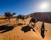 ride a camel in erg chebbi